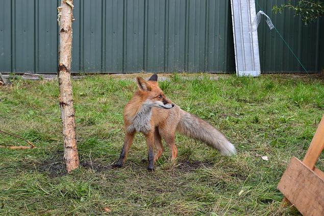 Kuidas Harju naised toitlustamise baasvljappel kisid