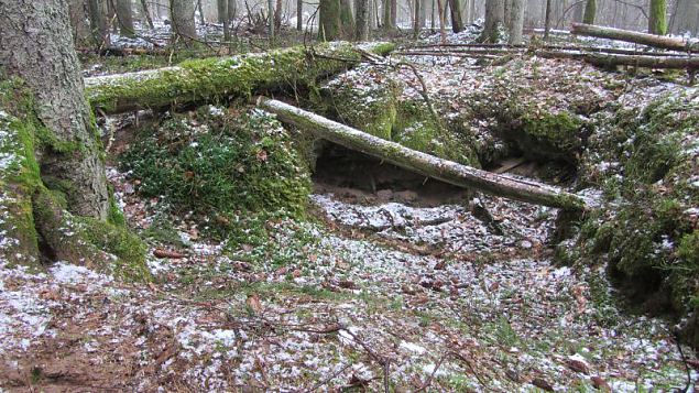 Metsavendade jlgedes Karukrve koopasse