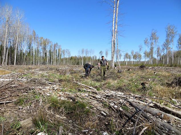 Heategevuslik metsaistutus