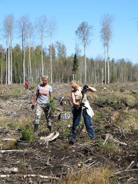 Heategevuslik metsaistutus