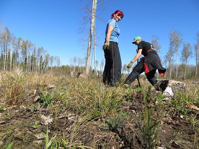 Heategevuslik metsaistutus