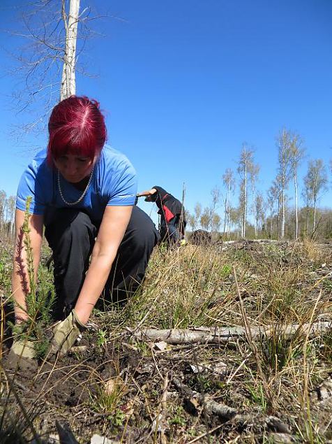 Heategevuslik metsaistutus