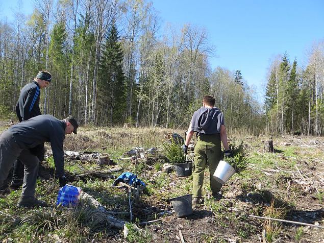 Heategevuslik metsaistutus