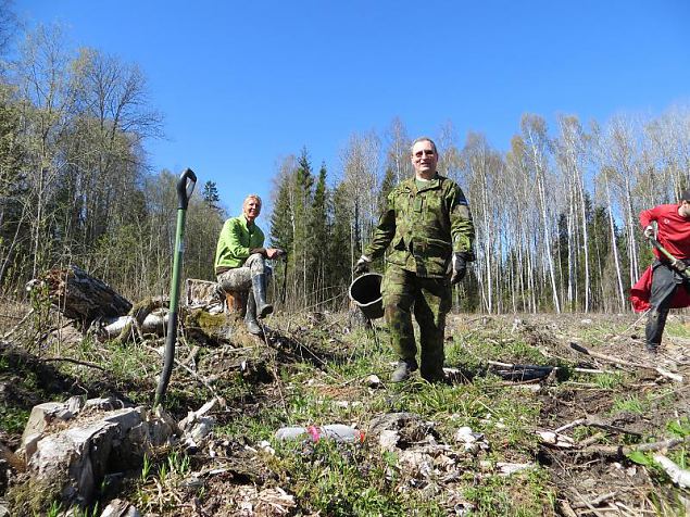 Heategevuslik metsaistutus