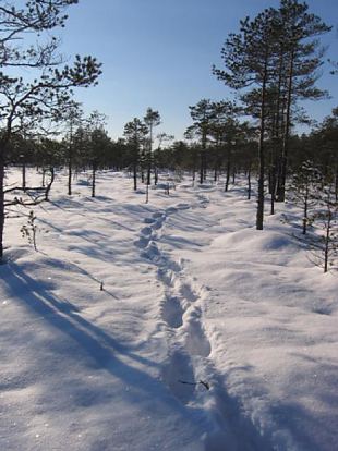 Näpunäiteid Eestis metsa minejale