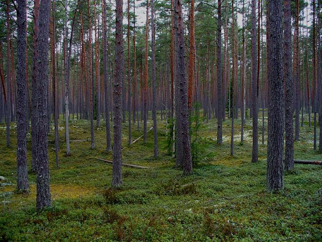 Kivid kaisus: kevadtalvine leelamislaager Lahemaal 