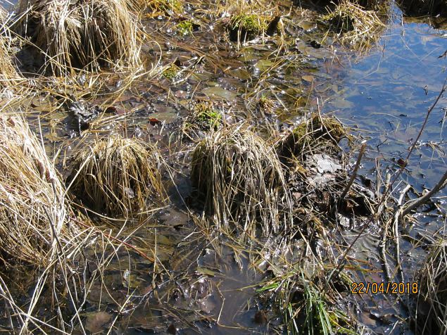 Kuressaare I jaoskond kis Abrukal talgutel