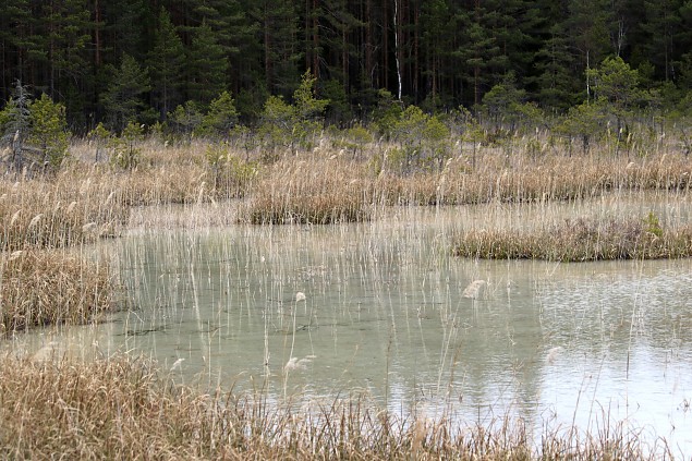 Haapsalu naiskodukaitsjad pidasid metsas 97. snnipeva 