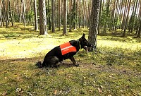 Sndmused Naiskodukaitse ringkondades le Eesti