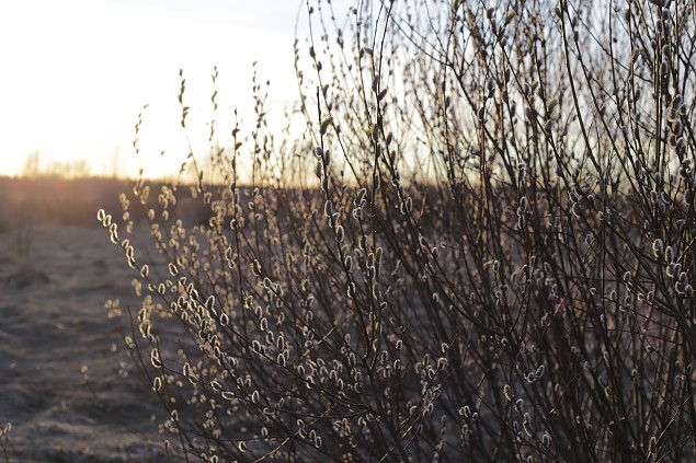 M�rtsik��ditatute m�lestuseks